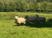 3 Sussex Down Sheep for Sale