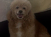 Beautiful Toy poodle £0 for a good home