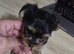 MINI TOY YORKSHIRE TERRIER FOR SALE