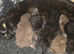 British shorthair mix kittens and mother for sale
