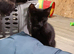 6 kittens, 1 female, 5 male