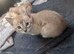 Stunning Snow Bengal kittens