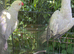 Gray Indian ring neck