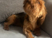 Yorkshire terrier boy