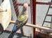 stunning young Blue Bourke parakeets for sale.