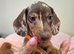 Kc Miniature Dachshund