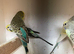 Baby budgies birds