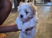 Bishon pedigree puppies