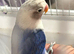 Hand reared lovebird
