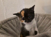 RESERVE NOW - 3 Adorable Kittens