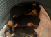 JACK RUSSELL x PINSCHER