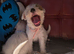 Terrier