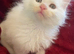 3 pure white maine coons