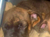 Mastiff cross