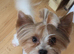 Gorgeous pure Biewer terrier male