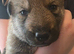 Tamaskan Puppies