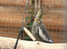 Cockatiel