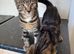 Boy kittens looking for their forever home ASAP