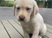 Outstanding Labrador kennel club registered puppies for sale.