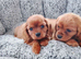 Cavapoo puppies