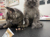 2 beautiful Maine coon boys