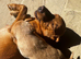 Labrador puppies for sale