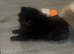 Russian Pomeranian