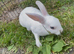 Pure bred mini rex