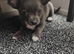 Blue Chihuahuas