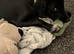 Beautiful 6 month old Labrador/Dalmatian