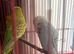 Budgies