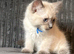 Beautiful sepia and blue point ragdolls available now