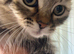 Ragdoll x Siberian kittys 16 weeks