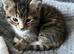 Rare Turkish Angora x Ragdoll x BLH
