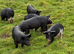 Saddleback &times; Pietrain Weaners for Sale &mdash; &pound;75 Each