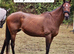 15.3 hh Bay Thoroughbred broodmare 20 yrs
