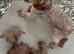 Cavapoo puppy