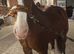 Flashiest future riding/breeding stallion around!
