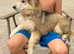 Beautiful German shepherd puppy for sale