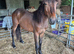 Yearling Dartmoor hill pony FILLY