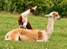 Stunning Group of 3 females with 3 male cria at foot