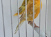 BEAUTIFUL PROVEN PAIR SATINET CANARIES