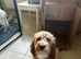 Beautiful F2 Cockapoo Babies