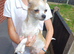 Chihuahua puppies for sale