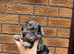 Beautiful Toy Cockapoo Puppies from Extensively DNA & Health Tested Parents