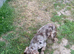 Male cocker spaniel