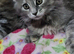 Maine Coon kittens CF81