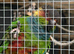 Proven pair blue throated conures