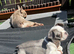 KC Registered French Bulldog Puppies Ready Now