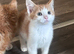 Adorable Kittens for Sale